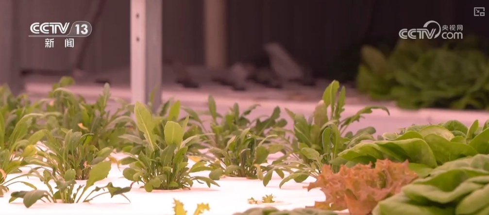 绿油油、金灿灿、红彤彤……再突破！“多彩”设施农业丰富百姓“菜篮子”