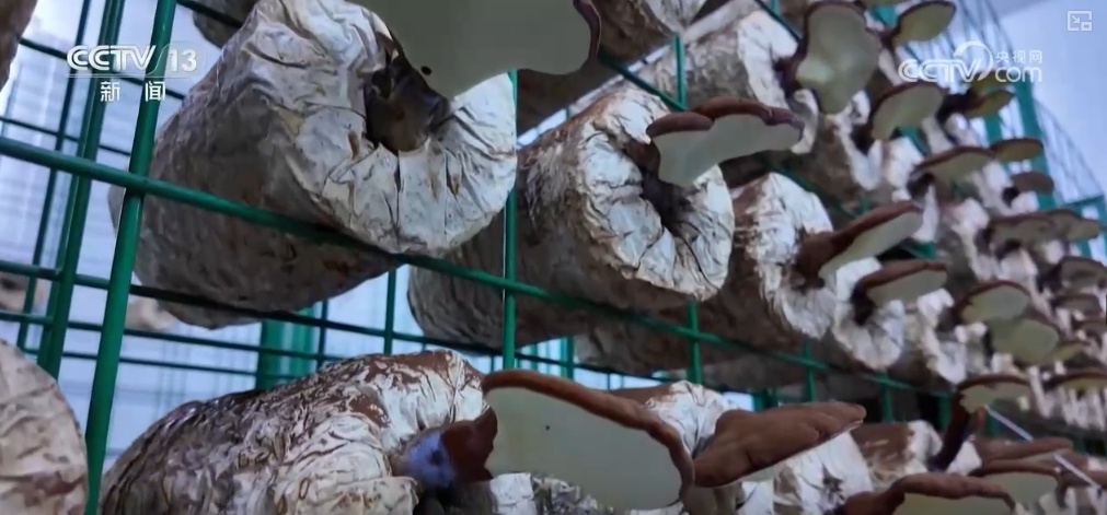 绿油油、金灿灿、红彤彤……再突破！“多彩”设施农业丰富百姓“菜篮子”