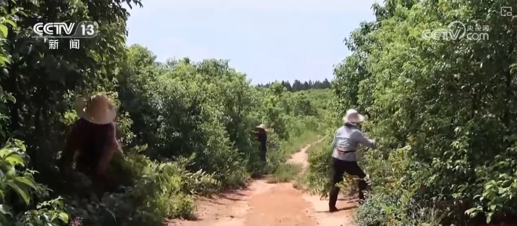 生态与经济效益双赢 “数”看百姓“菜篮子”“果盘子”里的森林食物 生态与经济效益双赢 “数”看百姓“菜篮子”“果盘子”里的森林食物