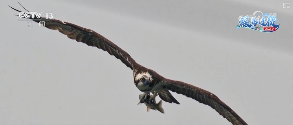 清水荡碧波,候鸟舞翩跹!“数字+人工”多方位“保护网”逐步完善 清水荡碧波,候鸟舞翩跹!“数字+人工”多方位“保护网”逐步完善
