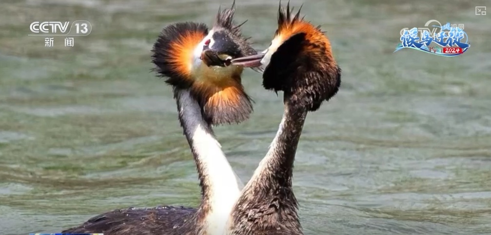 清水荡碧波,候鸟舞翩跹!“数字+人工”多方位“保护网”逐步完善 清水荡碧波,候鸟舞翩跹!“数字+人工”多方位“保护网”逐步完善