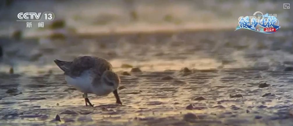 清水荡碧波,候鸟舞翩跹!“数字+人工”多方位“保护网”逐步完善 清水荡碧波,候鸟舞翩跹!“数字+人工”多方位“保护网”逐步完善