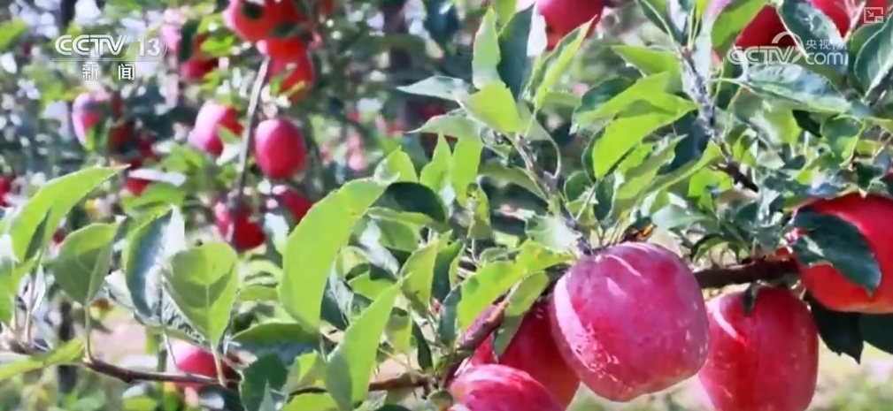 生态与经济效益双赢 “数”看百姓“菜篮子”“果盘子”里的森林食物 生态与经济效益双赢 “数”看百姓“菜篮子”“果盘子”里的森林食物