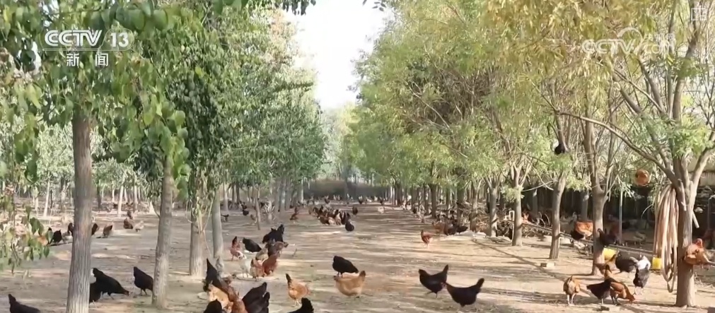 生态与经济效益双赢 “数”看百姓“菜篮子”“果盘子”里的森林食物 生态与经济效益双赢 “数”看百姓“菜篮子”“果盘子”里的森林食物