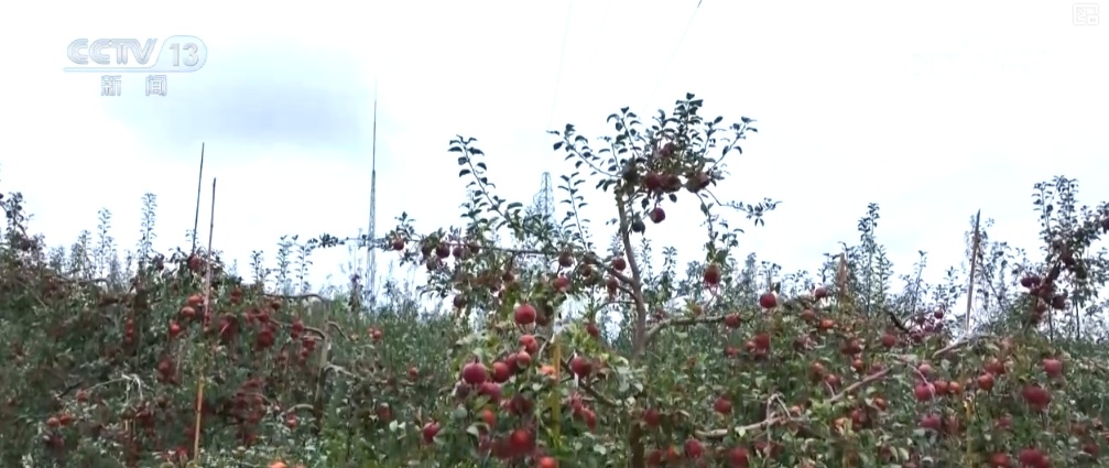 生态与经济效益双赢 “数”看百姓“菜篮子”“果盘子”里的森林食物 生态与经济效益双赢 “数”看百姓“菜篮子”“果盘子”里的森林食物