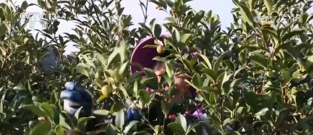 生态与经济效益双赢 “数”看百姓“菜篮子”“果盘子”里的森林食物 生态与经济效益双赢 “数”看百姓“菜篮子”“果盘子”里的森林食物