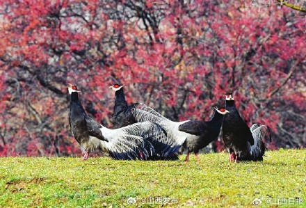 山西褐马鸡平均数量达19000只左右