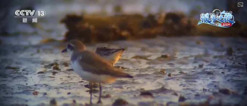 清水荡碧波,候鸟舞翩跹!“数字+人工”多方位“保护网”逐步完善 清水荡碧波,候鸟舞翩跹!“数字+人工”多方位“保护网”逐步完善