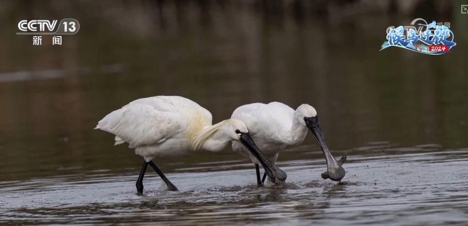 清水荡碧波,候鸟舞翩跹!“数字+人工”多方位“保护网”逐步完善 清水荡碧波,候鸟舞翩跹!“数字+人工”多方位“保护网”逐步完善