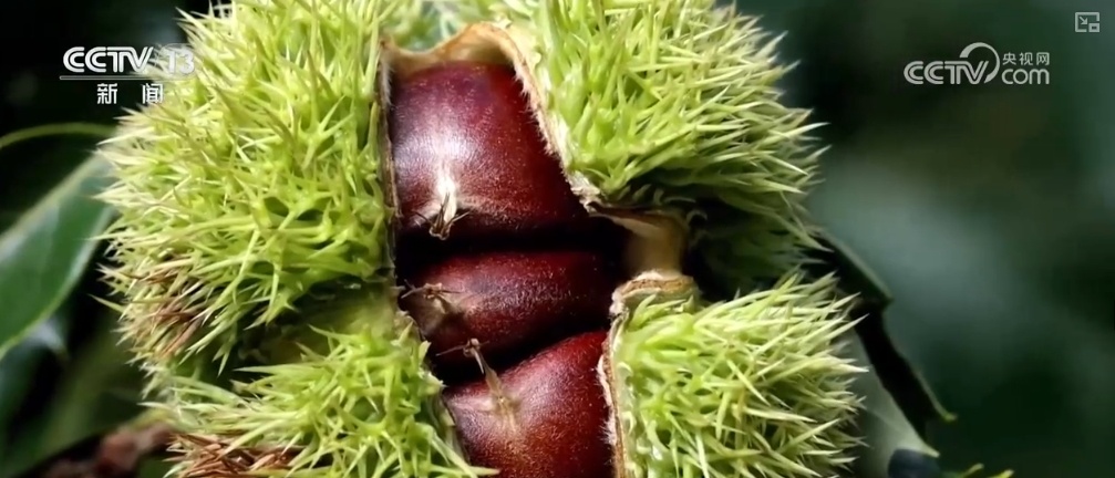 生态与经济效益双赢 “数”看百姓“菜篮子”“果盘子”里的森林食物 生态与经济效益双赢 “数”看百姓“菜篮子”“果盘子”里的森林食物