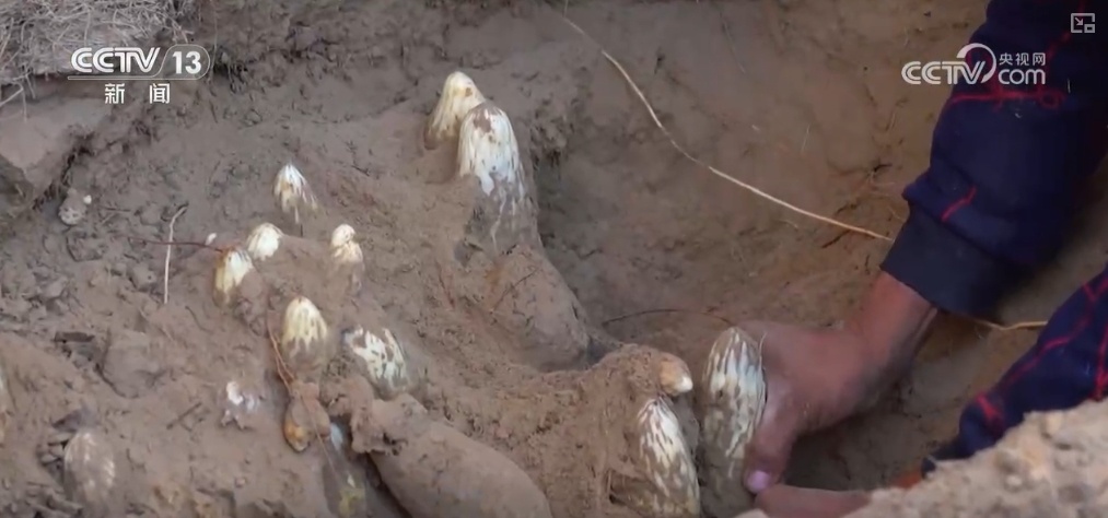 生态与经济效益双赢 “数”看百姓“菜篮子”“果盘子”里的森林食物 生态与经济效益双赢 “数”看百姓“菜篮子”“果盘子”里的森林食物