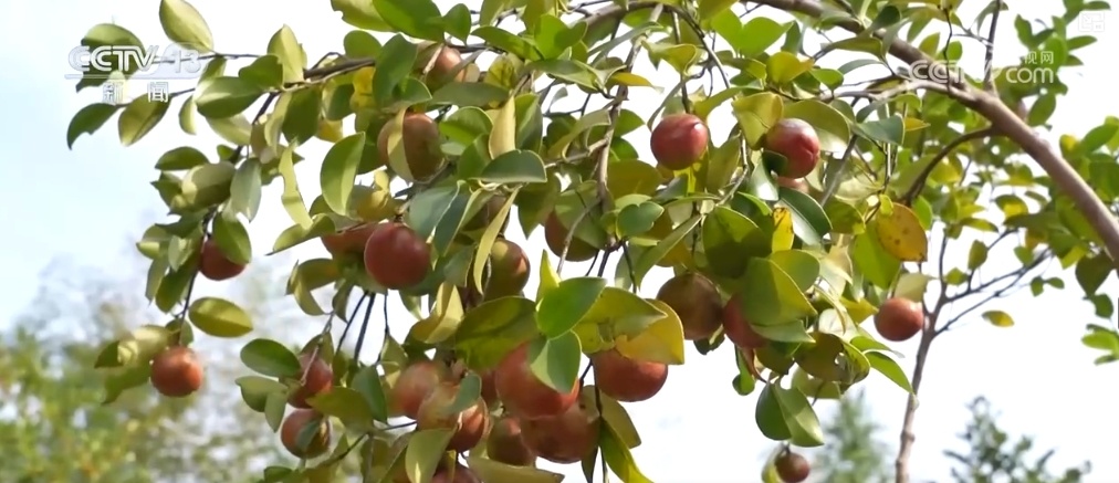 生态与经济效益双赢 “数”看百姓“菜篮子”“果盘子”里的森林食物 生态与经济效益双赢 “数”看百姓“菜篮子”“果盘子”里的森林食物