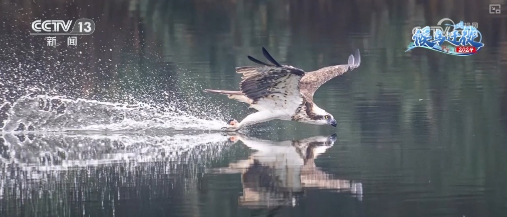 清水荡碧波,候鸟舞翩跹!“数字+人工”多方位“保护网”逐步完善 清水荡碧波,候鸟舞翩跹!“数字+人工”多方位“保护网”逐步完善