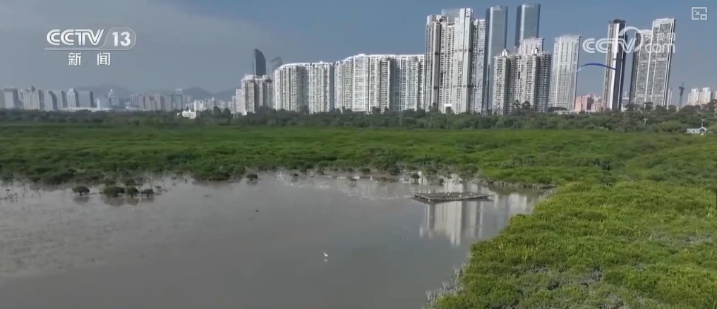 一拨拨来,“五星级酒店”待客!候鸟为美丽生态投票、点赞 一拨拨来,“五星级酒店”待客!候鸟为美丽生态投票、点赞