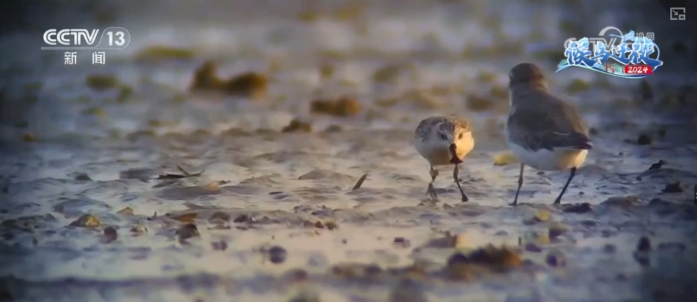清水荡碧波,候鸟舞翩跹!“数字+人工”多方位“保护网”逐步完善 清水荡碧波,候鸟舞翩跹!“数字+人工”多方位“保护网”逐步完善