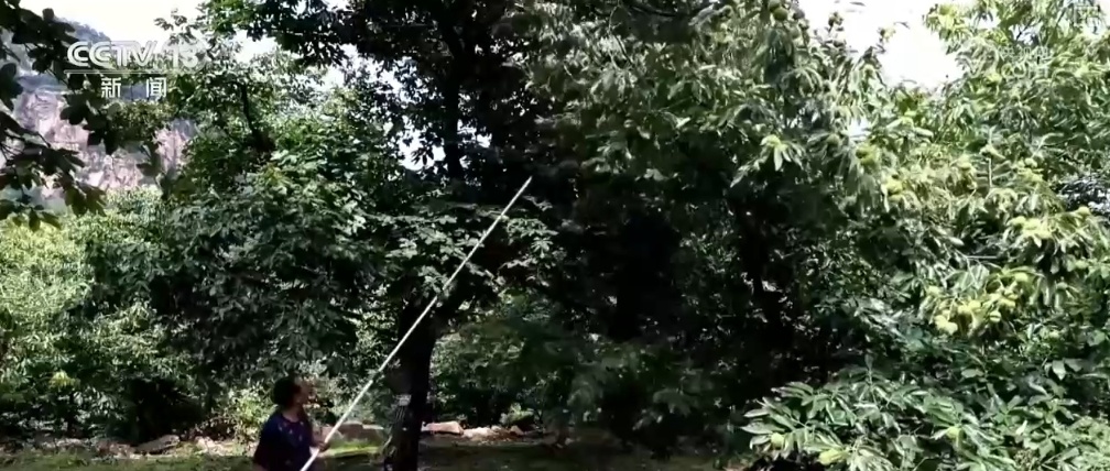 生态与经济效益双赢 “数”看百姓“菜篮子”“果盘子”里的森林食物 生态与经济效益双赢 “数”看百姓“菜篮子”“果盘子”里的森林食物