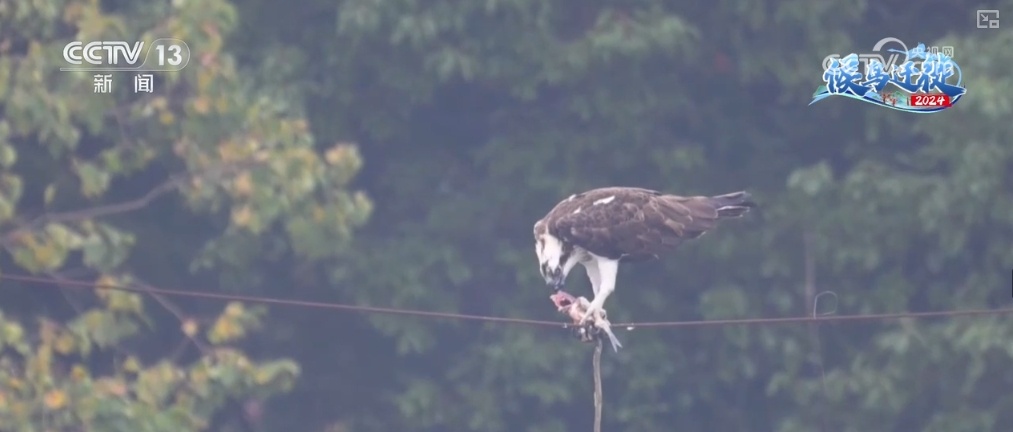 清水荡碧波,候鸟舞翩跹!“数字+人工”多方位“保护网”逐步完善 清水荡碧波,候鸟舞翩跹!“数字+人工”多方位“保护网”逐步完善