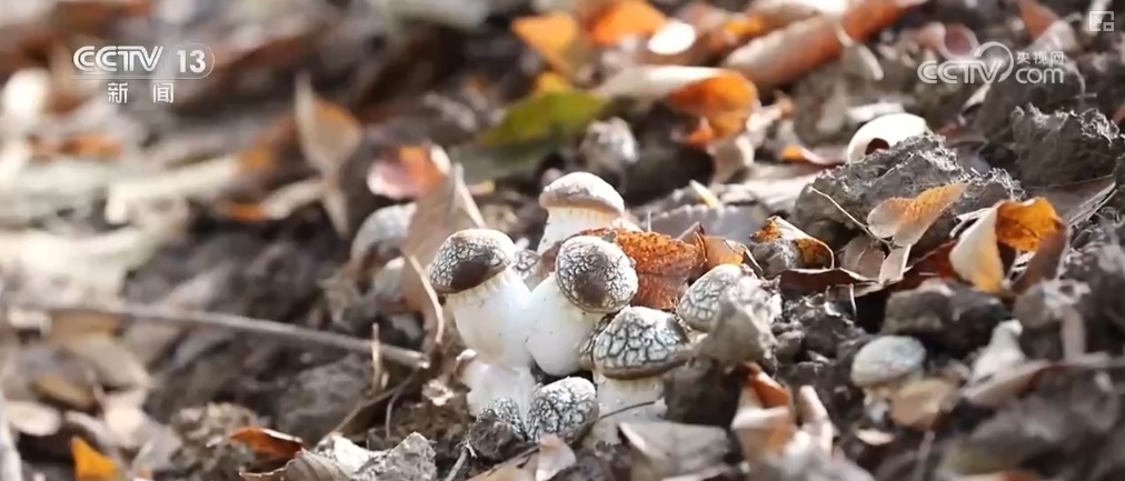 生态与经济效益双赢 “数”看百姓“菜篮子”“果盘子”里的森林食物 生态与经济效益双赢 “数”看百姓“菜篮子”“果盘子”里的森林食物