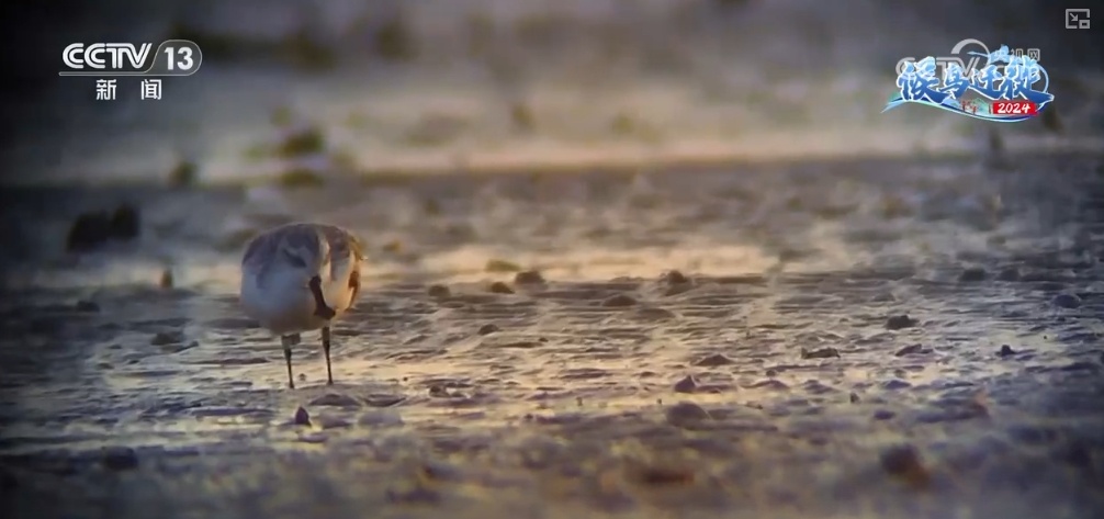 清水荡碧波,候鸟舞翩跹!“数字+人工”多方位“保护网”逐步完善 清水荡碧波,候鸟舞翩跹!“数字+人工”多方位“保护网”逐步完善