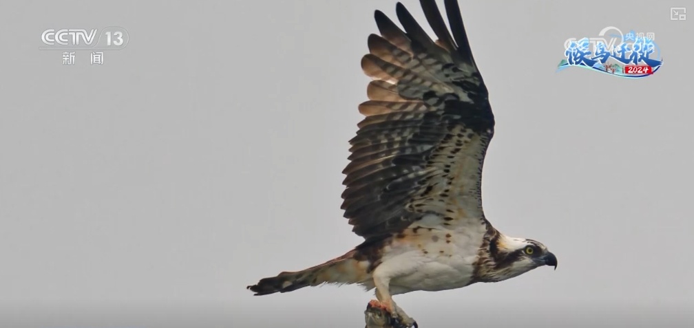 清水荡碧波,候鸟舞翩跹!“数字+人工”多方位“保护网”逐步完善 清水荡碧波,候鸟舞翩跹!“数字+人工”多方位“保护网”逐步完善