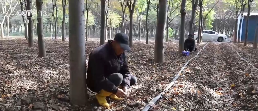 生态与经济效益双赢 “数”看百姓“菜篮子”“果盘子”里的森林食物 生态与经济效益双赢 “数”看百姓“菜篮子”“果盘子”里的森林食物