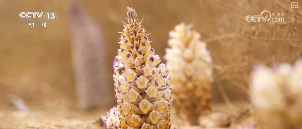 生态与经济效益双赢 “数”看百姓“菜篮子”“果盘子”里的森林食物 生态与经济效益双赢 “数”看百姓“菜篮子”“果盘子”里的森林食物