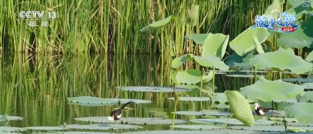 清水荡碧波,候鸟舞翩跹!“数字+人工”多方位“保护网”逐步完善 清水荡碧波,候鸟舞翩跹!“数字+人工”多方位“保护网”逐步完善