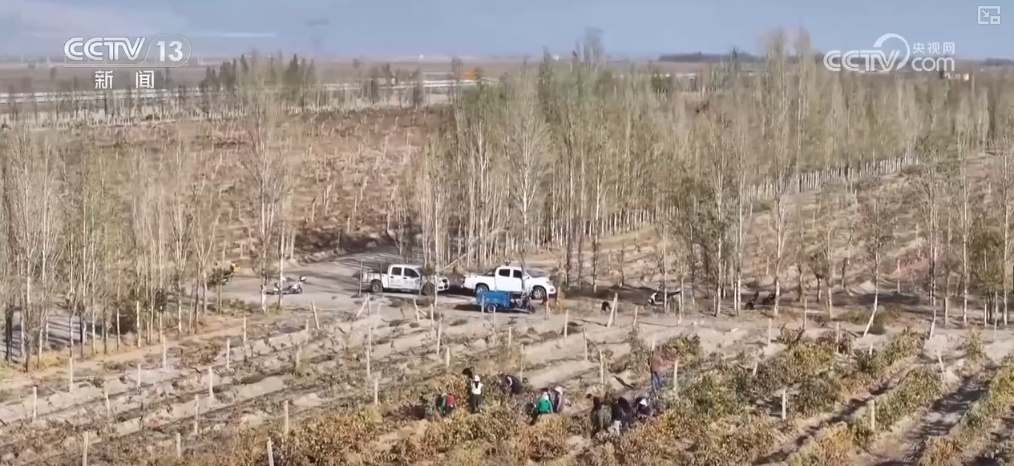 生态与经济效益双赢 “数”看百姓“菜篮子”“果盘子”里的森林食物 生态与经济效益双赢 “数”看百姓“菜篮子”“果盘子”里的森林食物