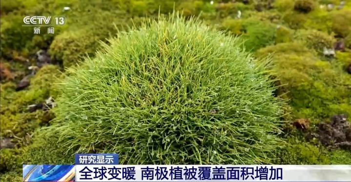南极变绿?快速变暖地区的植被覆盖面积迅速增加 南极变绿?快速变暖地区的植被覆盖面积迅速增加