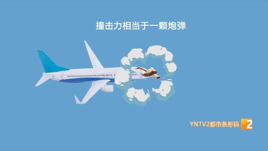 堪比一颗炮弹！飞机遭遇鸟击延误近6小时