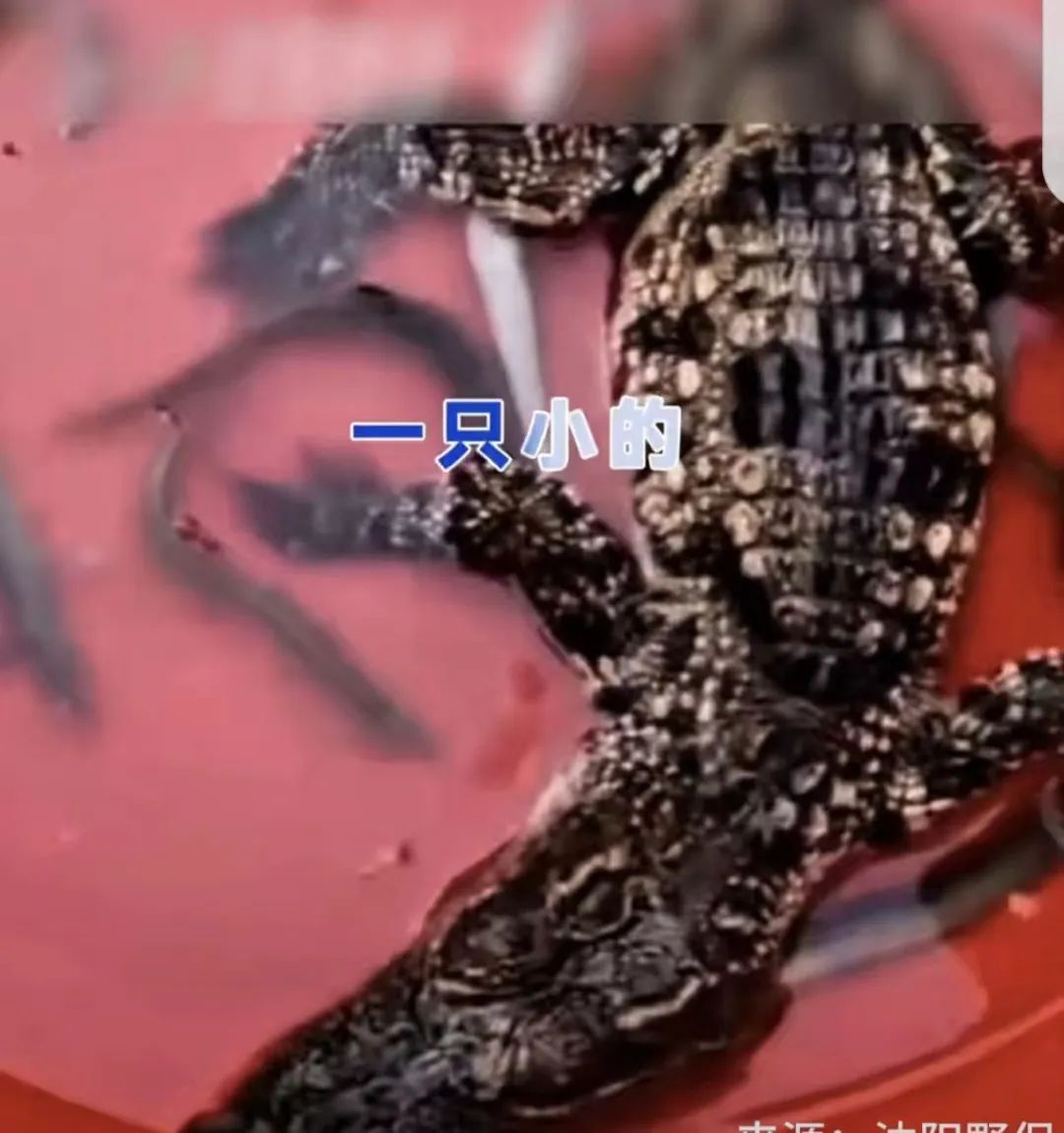 鳄鱼警报!沈阳此地再次发现鳄鱼!正在搜寻中…… 鳄鱼警报!沈阳此地再次发现鳄鱼!正在搜寻中……