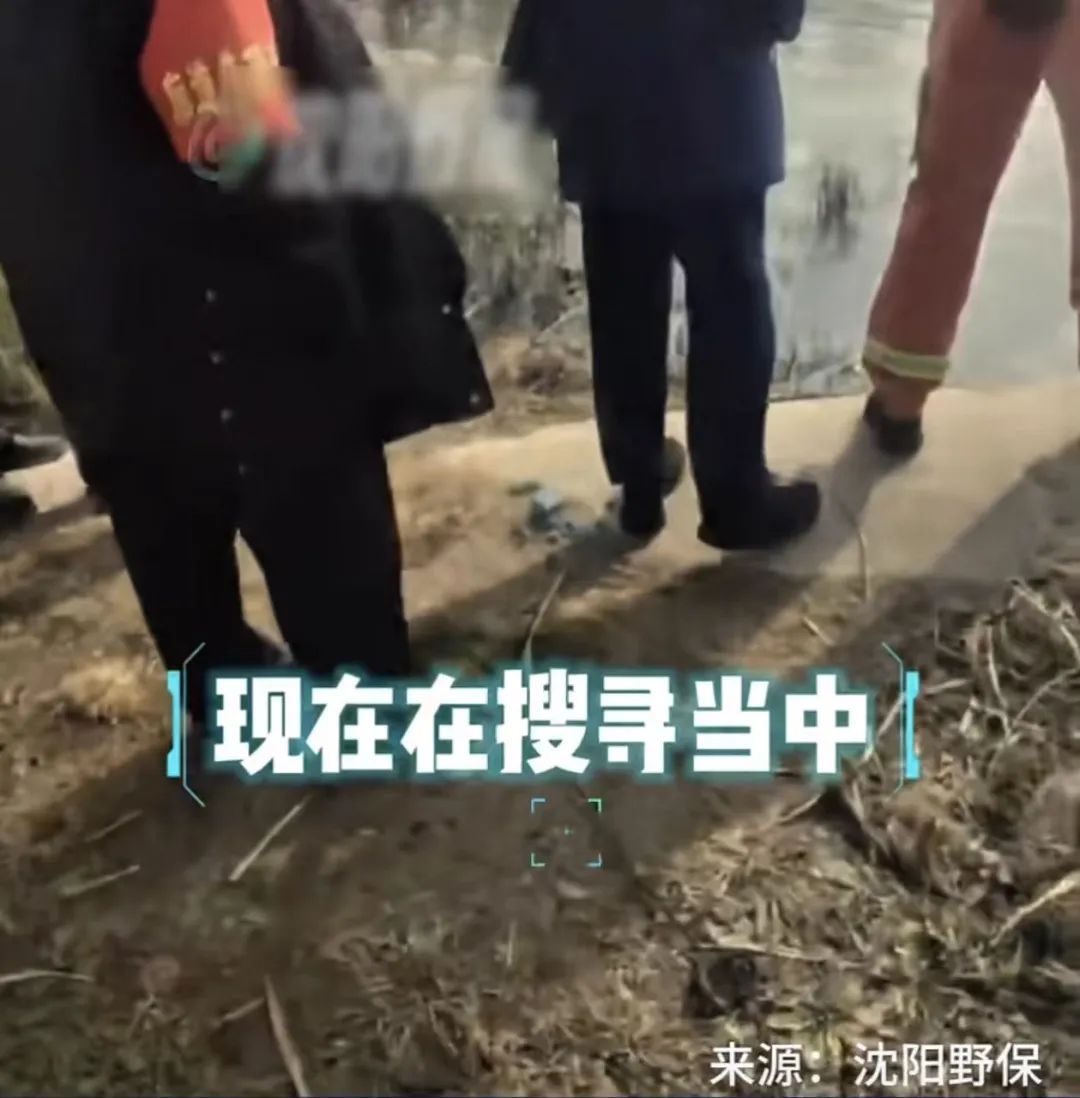 鳄鱼警报!沈阳此地再次发现鳄鱼!正在搜寻中…… 鳄鱼警报!沈阳此地再次发现鳄鱼!正在搜寻中……