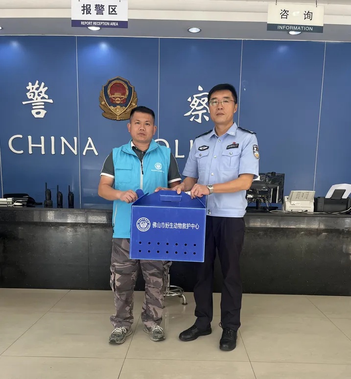 佛山街坊捡到“刺猬头”小鸟,直奔派出所求助…… 佛山街坊捡到“刺猬头”小鸟,直奔派出所求助……