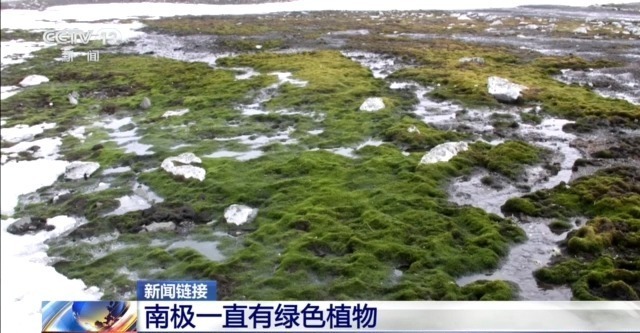 南极变绿?快速变暖地区的植被覆盖面积迅速增加 南极变绿?快速变暖地区的植被覆盖面积迅速增加
