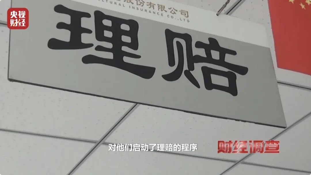 多地频现野猪伤人致害！为什么不能放开猎捕？记者调查→