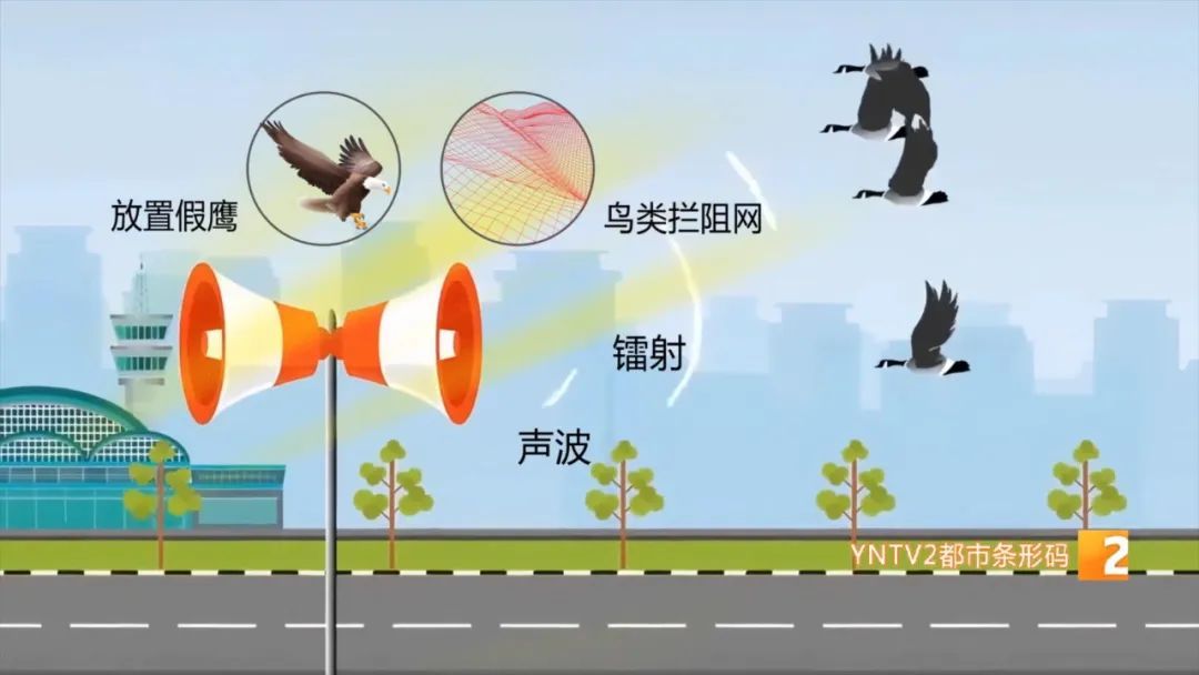 堪比一颗炮弹！飞机遭遇鸟击延误近6小时