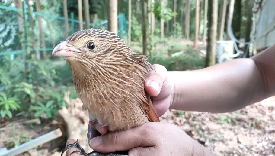 佛山街坊捡到“刺猬头”小鸟,直奔派出所求助…… 佛山街坊捡到“刺猬头”小鸟,直奔派出所求助……