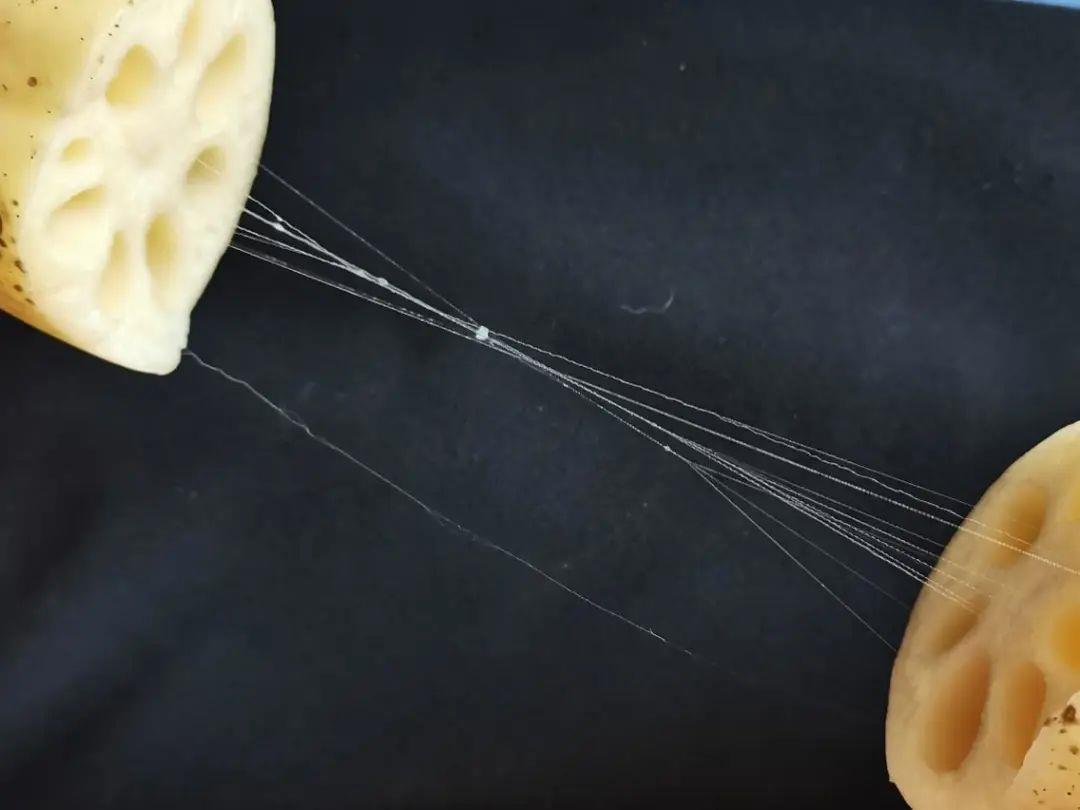 莲藕的营养如何?常吃莲藕对身体有啥好处?一文了解 莲藕的营养如何?常吃莲藕对身体有啥好处?一文了解