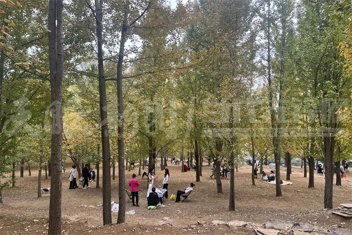 以卫生费名义收门票？官方回应贵阳一网红银杏打卡点“ 不是景区却收费”