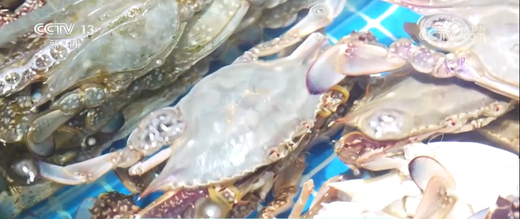 “蓝色粮仓”供给能力持续加强 “大食物”托起百姓舌尖上的“小幸福”