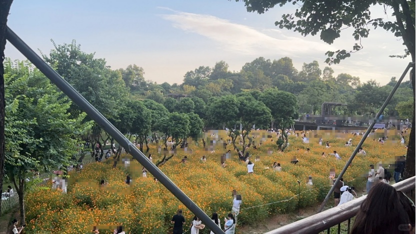 网红花海被铲平,官方回应 网红花海被铲平,官方回应