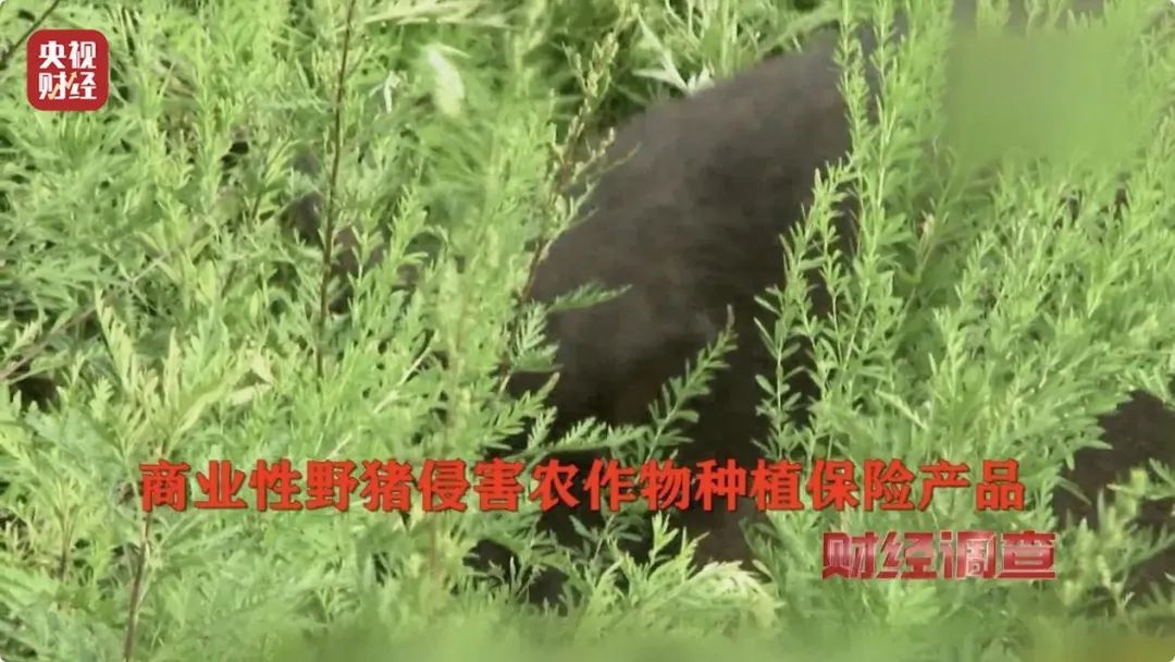 多地频现野猪伤人致害！为什么不能放开猎捕？记者调查→