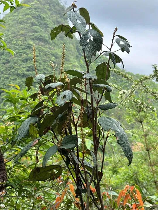 新物种+1！看看长啥样！网友: 名字好听