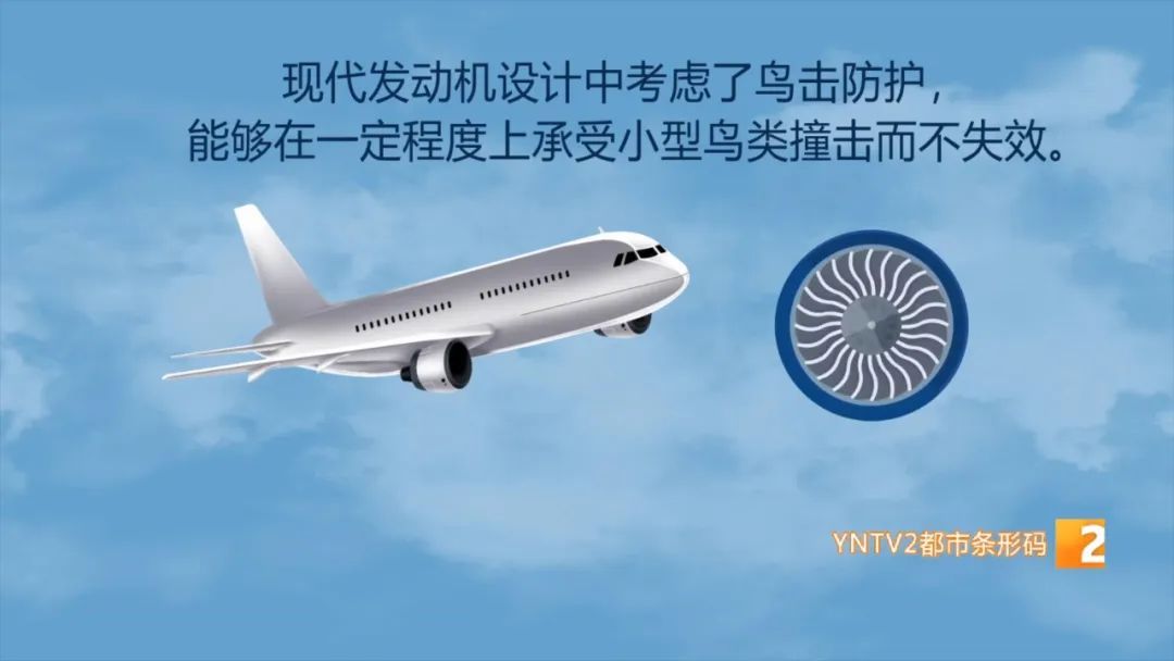 堪比一颗炮弹！飞机遭遇鸟击延误近6小时