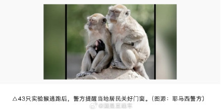 美国43只出逃实验猴捉回一只 其他猴还在附近“蹦跶” 美国43只出逃实验猴捉回一只 其他猴还在附近“蹦跶”