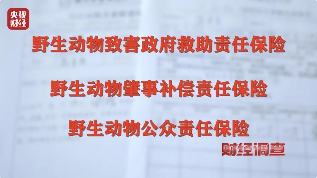 多地频现野猪伤人致害！为什么不能放开猎捕？记者调查→