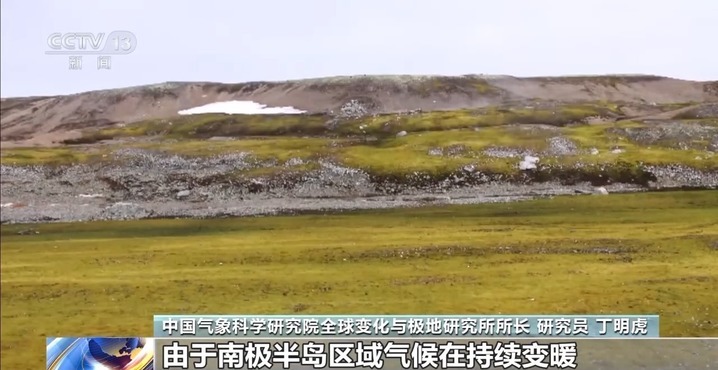 南极变绿?快速变暖地区的植被覆盖面积迅速增加 南极变绿?快速变暖地区的植被覆盖面积迅速增加