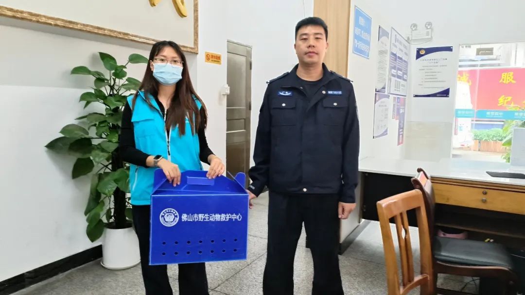 佛山街坊捡到“刺猬头”小鸟,直奔派出所求助…… 佛山街坊捡到“刺猬头”小鸟,直奔派出所求助……