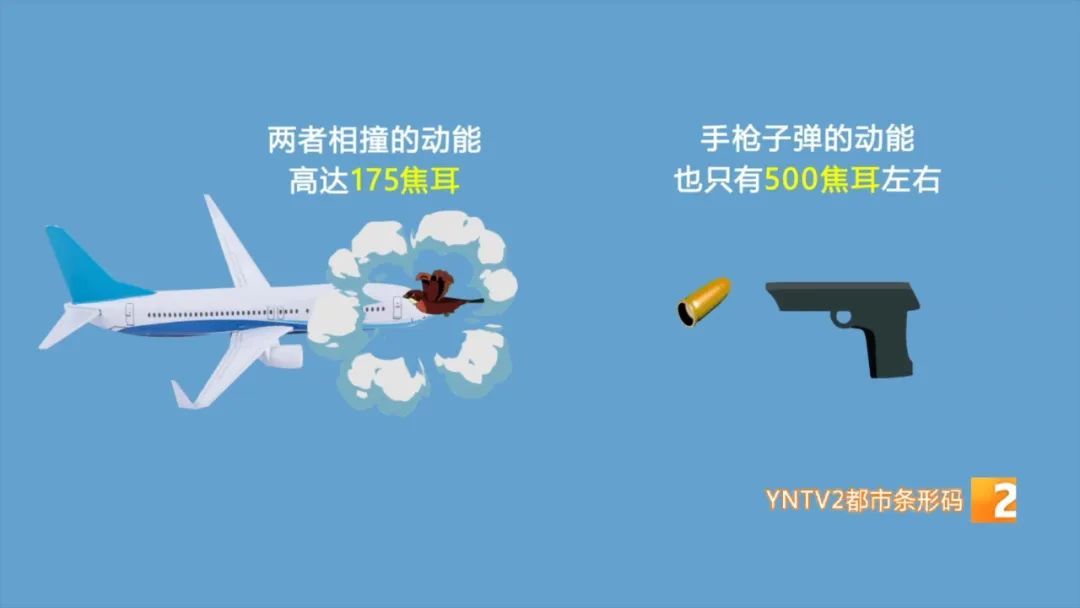 堪比一颗炮弹！飞机遭遇鸟击延误近6小时