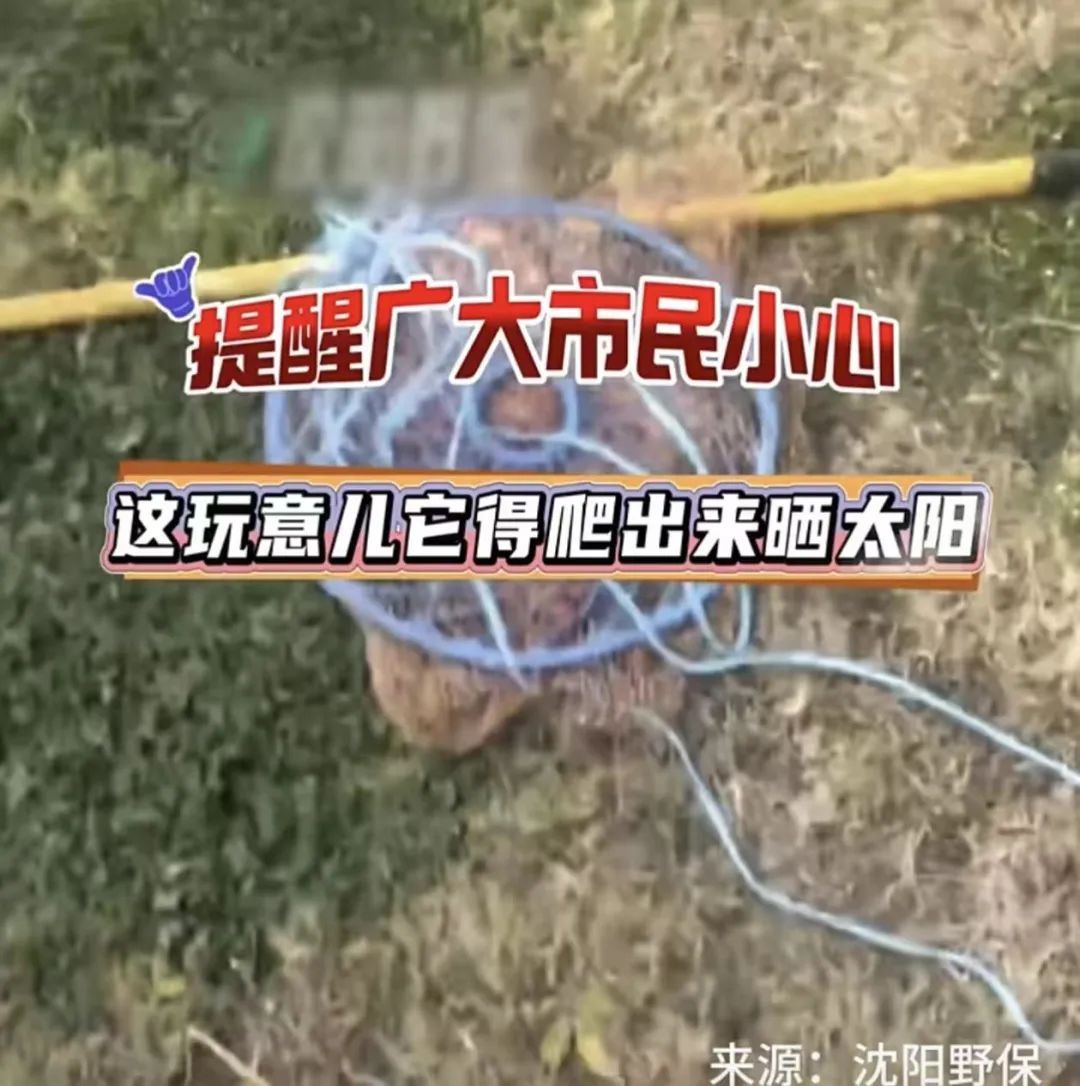 鳄鱼警报!沈阳此地再次发现鳄鱼!正在搜寻中…… 鳄鱼警报!沈阳此地再次发现鳄鱼!正在搜寻中……